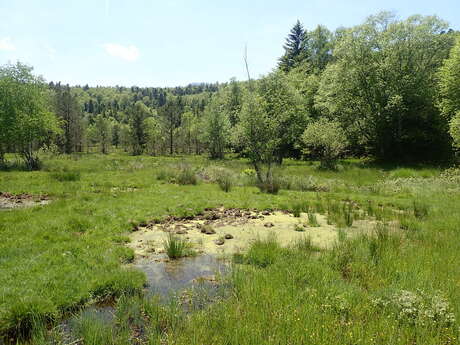 Peat bogs: where time stands still Peat bogs: where time stands still