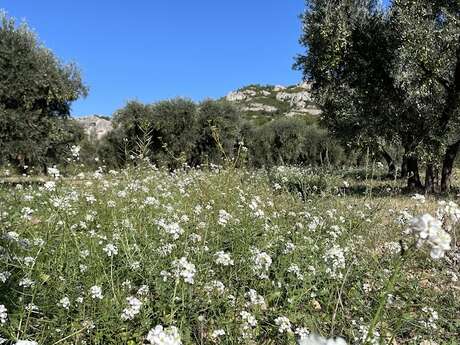 Balade et atelier : A la découverte des plantes de la garrigue