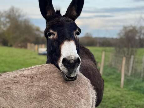 Devenez soigneur le temps d'un matin