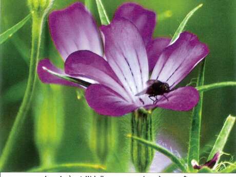 Sortie Plantes