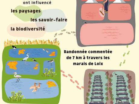 Randonnée commentée à travers les marais de Loix