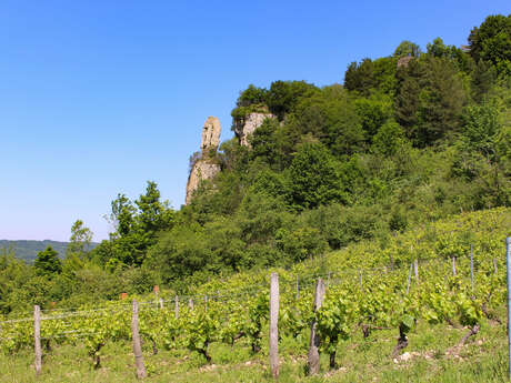 Les sens de la vigne - Vignoble Pellerin