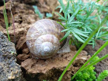 Atelier scientifique - À la recherche des escargots du Lautaret