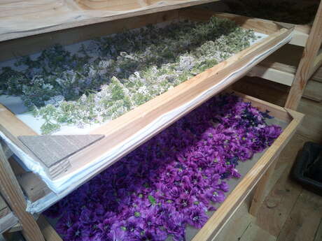 Héritage de Rhéa Héritage de Rhéa