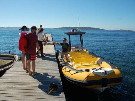 Observation des mammifères marins