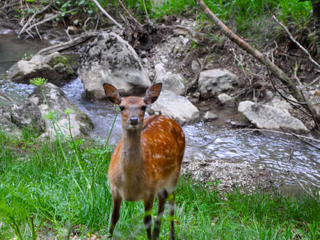 Parc animalier La Vallée Sauvage