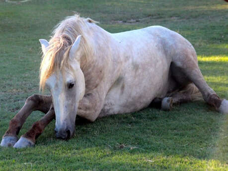 Les gîtes et chambres d'hôtes de la bergerie d'Alivon