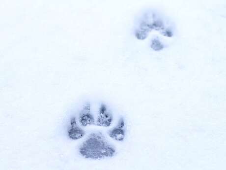 Traces de vie en montagne