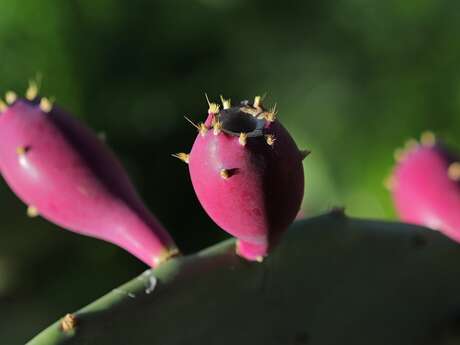Umweltkonferenz: "Invasive gebietsfremde Arten ".