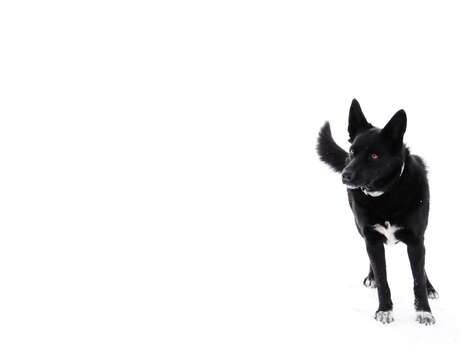 Skier avec son chien !