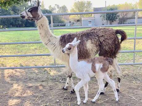 Mission lama à la ferme !