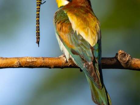 Challexpo Nature 2026 : Les oiseaux en action