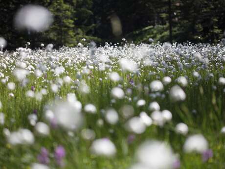 Randonnée printemps-Flore de montagne - Compagnie des Guides de Chamonix