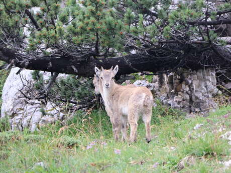 Randonnée observation de la faune
