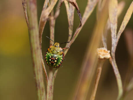 Point rencontre : Découverte du monde des insectes - Ile de Porquerolles