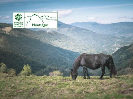 Descente des Gorges de la Frau avec les chevaux de mérens