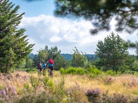 N°51 – La Grande Borne  - Espace VTT-FFC Massif des Bois Noirs