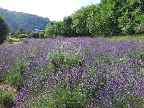 Lavendelfelder Der Source Parfumée