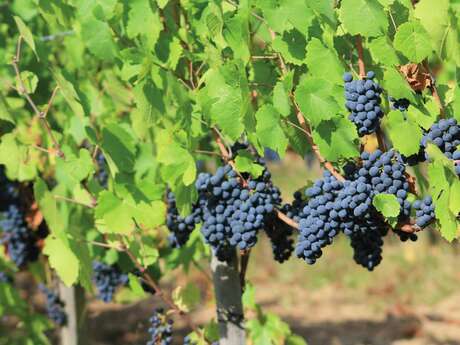 Balade La Clef des champs - Saint-Alban-les-Eaux