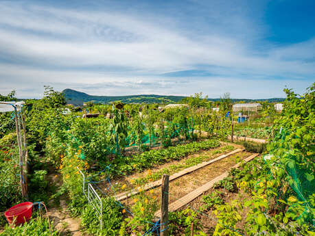 Atelier pratique : Faire son jardin de A à Z, la biodiversité du jardin
