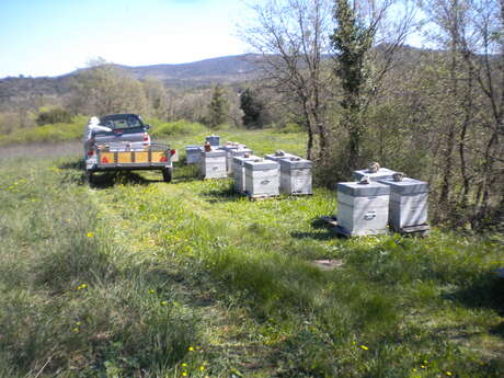 Miellerie Sylvie MUNARI - apicultrice