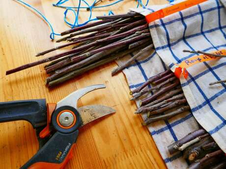 Jardins - Initiation au greffage