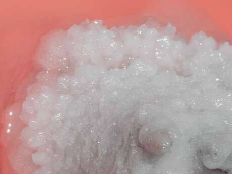 Exposition "Avec ou sans sel ?"