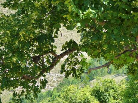 Initiation à la cueillette du tilleul - Les cueillettes de Marielle