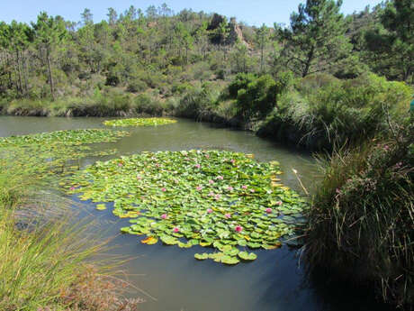 Randonnée : L'Étang d'Aubert