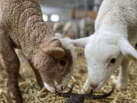 Visites à la ferme pédagogique La Maison des Bêtes à laine