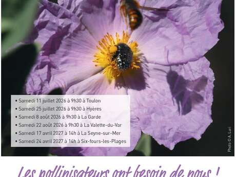 Nature Outing - Discovering Pollinating Insects