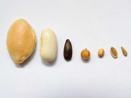 Grainothèque : échanges de graines