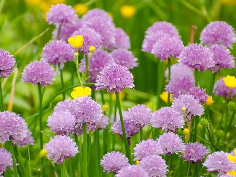 Sentier ethnobotanique - Les plantes médicinales