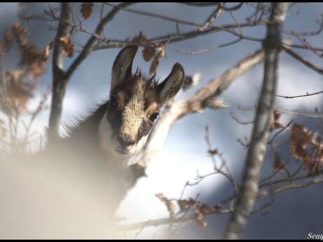 Snowshoeing : "Chamois"