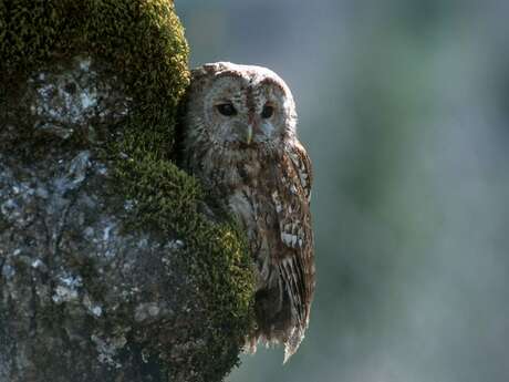 Sons d’une nuit d’été