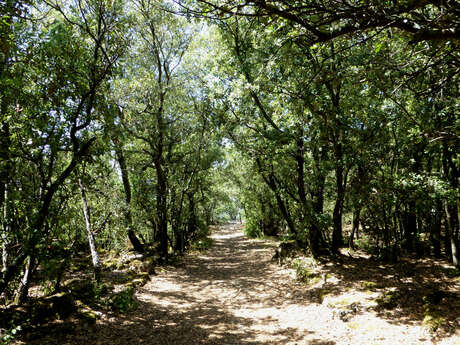Tour du plateau de Ganagobie
