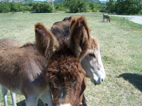La Ferme du Coq à l'Âne