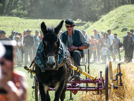 Fête du Mulet