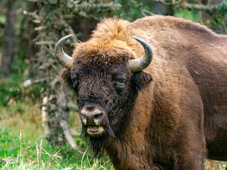 Réserve des Bisons d'Europe