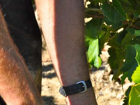 Domaine des Amouriers