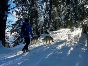 Sortie cani-rando-1/2 journée-collective