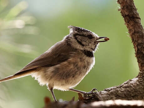 Conférence : Quel est donc cet oiseau ?