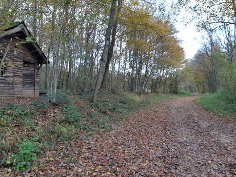 Bois de Fougemagne - Vallées Solnan - Sevron