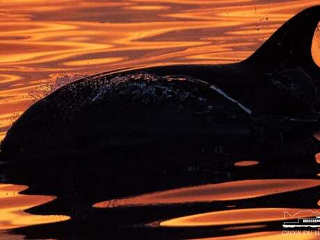 Croisière : Dauphins & coucher de soleil | La Croix du Sud V