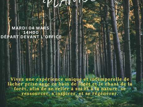 Bain de forêt & musique des plantes