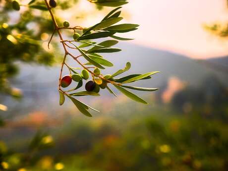 Olive Tree Music Festival