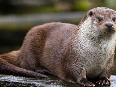 Sortie - Comme une loutre, descendons le gardon