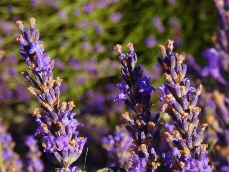 Soirée faune flore dans la lavande - Lavanderaie des Hautes Baronnies