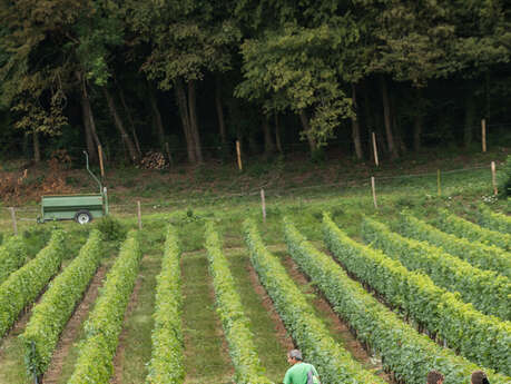 Le vignoble de Marin et ses « crosses »
