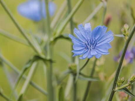 Découverte des plantes sauvages médicinales et comestibles